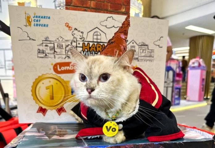 Kucing Himalaya