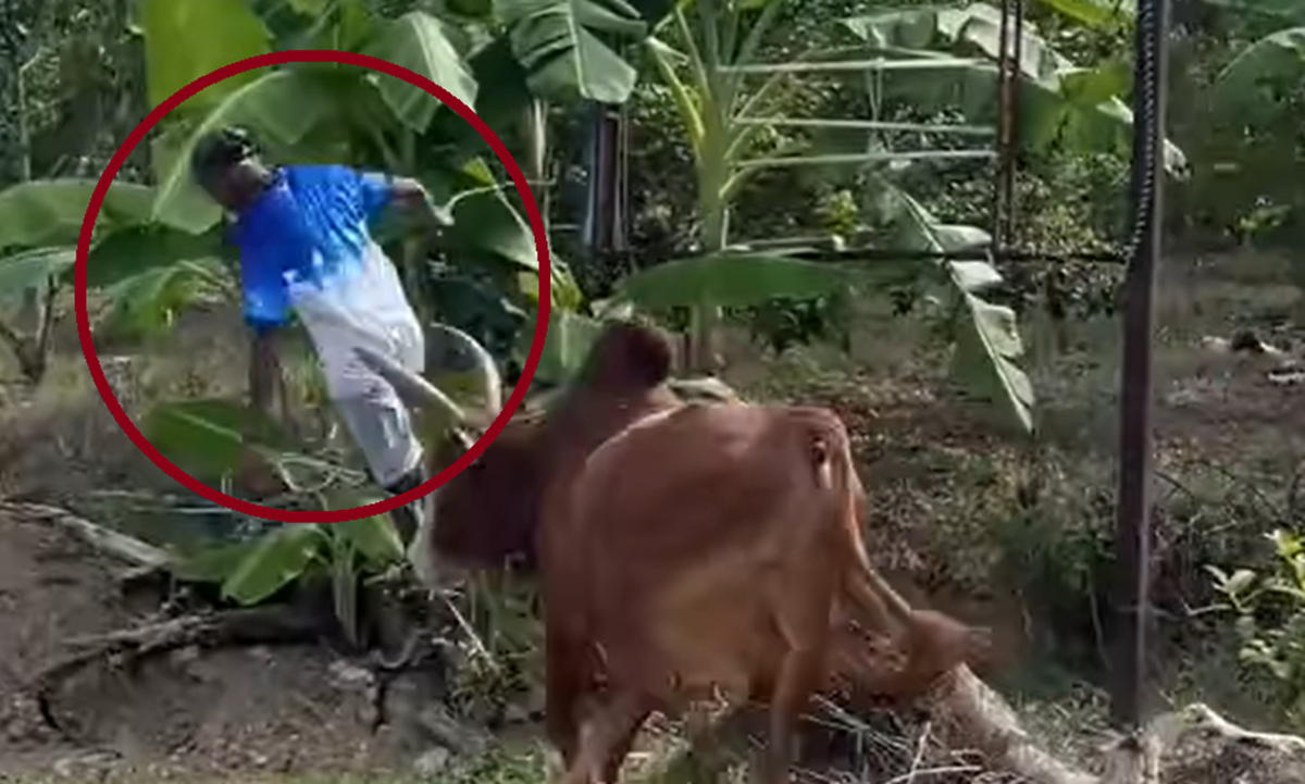 Bapak-bapak diseruduk sapi