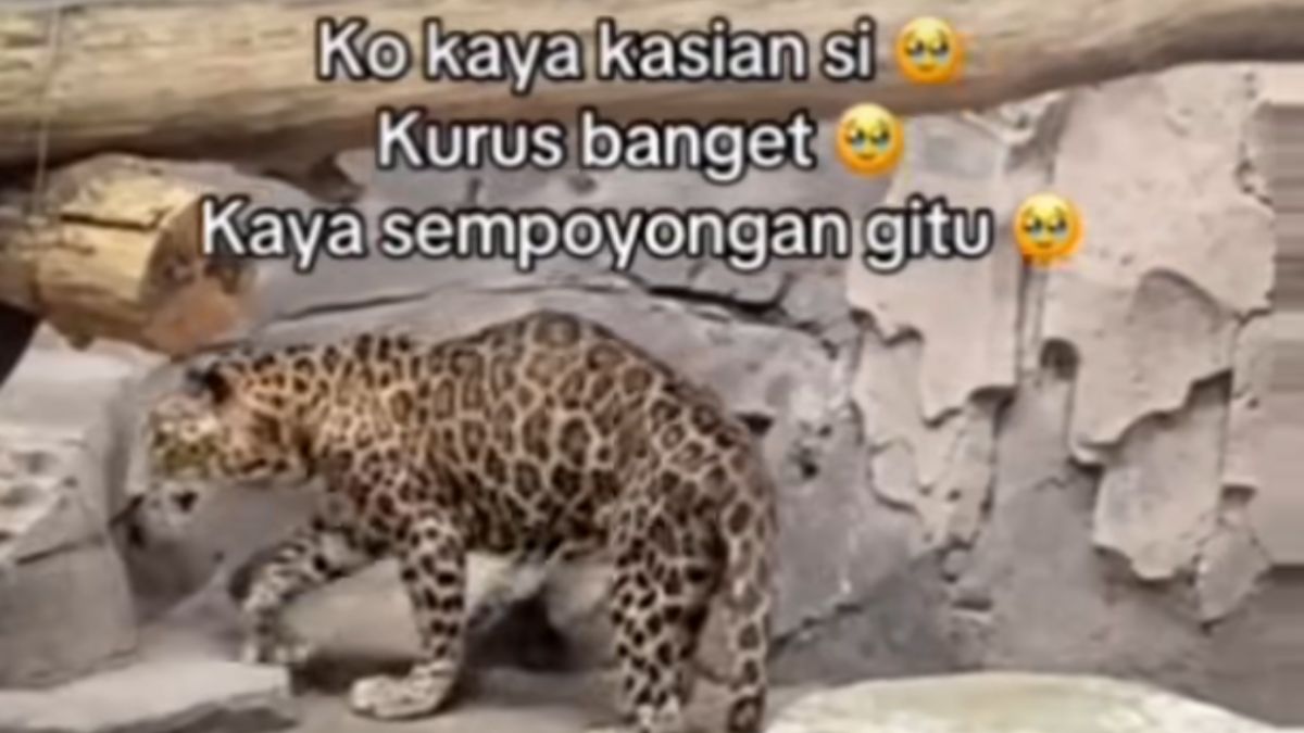 Jaguar Ragunan