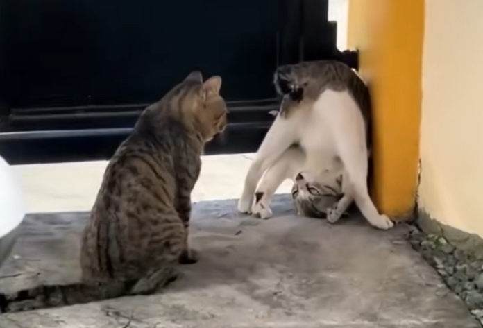 Kucing viral