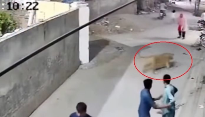 Viral Singa serang emak-emak di Pakistan