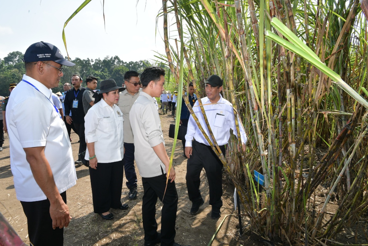 gibran rakabuming panen tebu