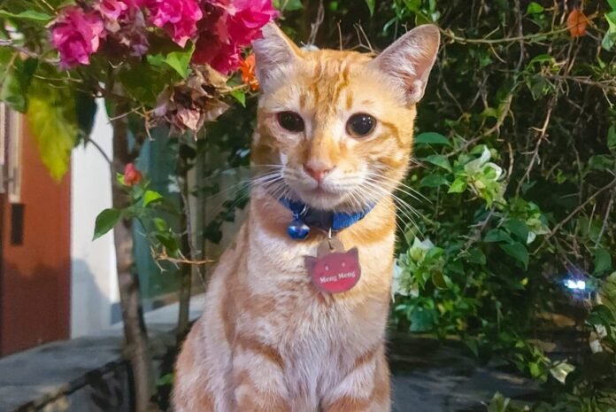 Hari Kucing