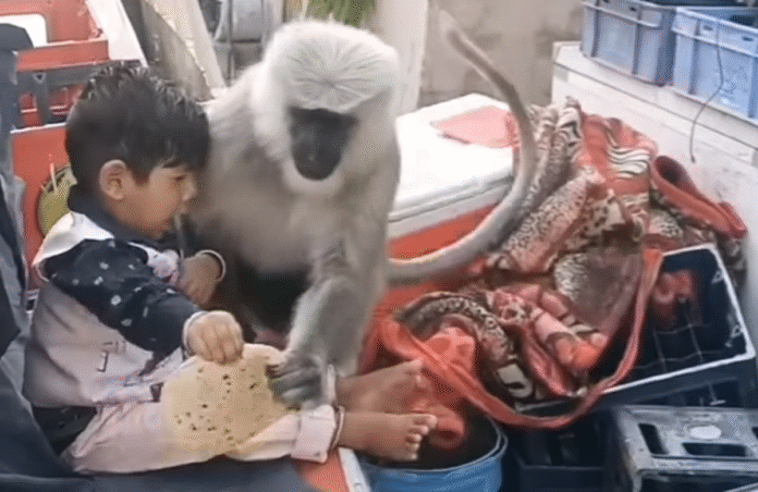 Monyet di video viral