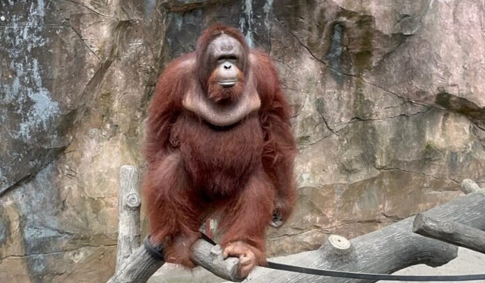 orangutan 2
