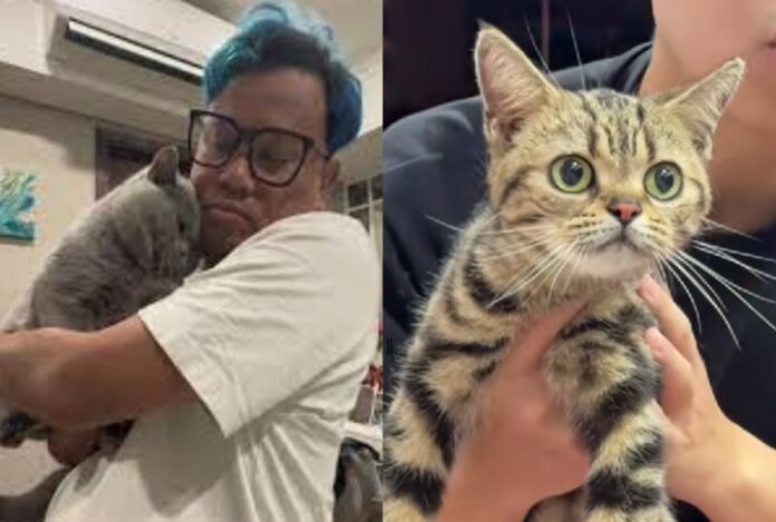 Uya Kuya dan kucing-kucingnya