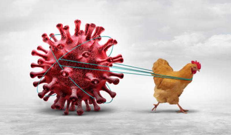 Flu burung