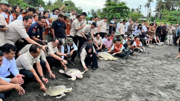 Pelepasan Penyu - Holopis