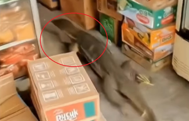 viral biawak masuk warung