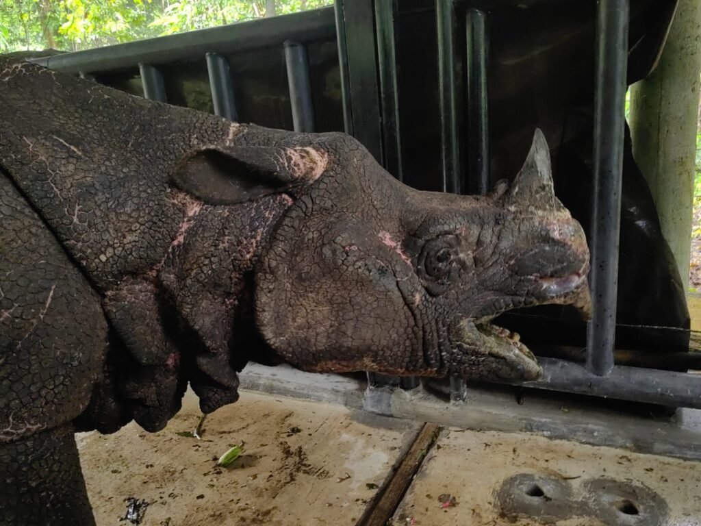 TNI Bantu Penyelamatan Badak di Taman Nasional Ujung Kulon._HOLOPIS