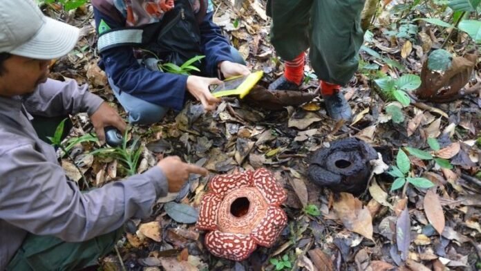 Bunga Raflesia atau Bunga Bangkai - Holopis