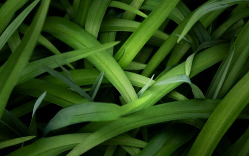 Daun Pandan Holopis