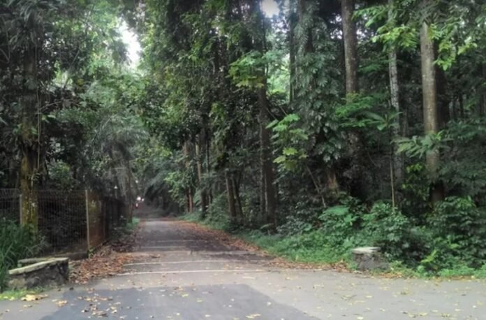 Hutan Cifor Bogor Holopis