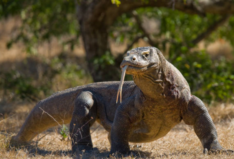Komodo