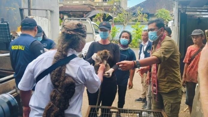 Monyet ekor panjang Bali - Holopis
