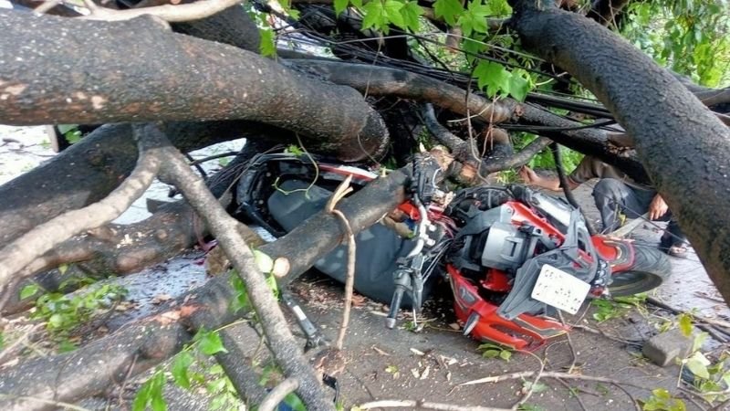 Motor Tertimpa Pohon Tumbang - Holopis (1)