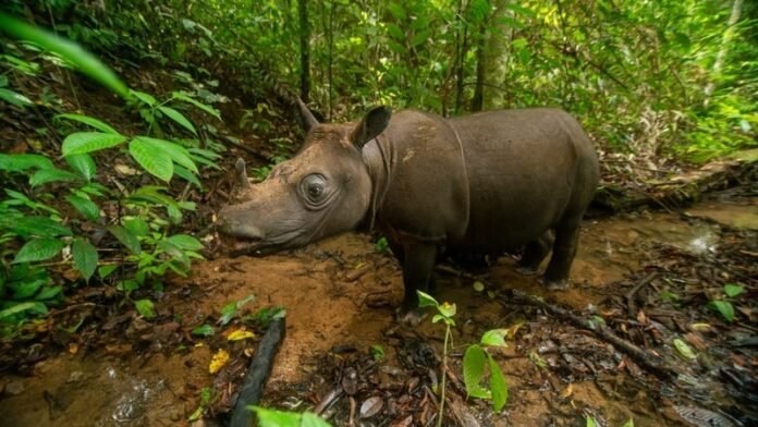 Pari seekor badak endemik pulau Kalimantan 1 - Holopis