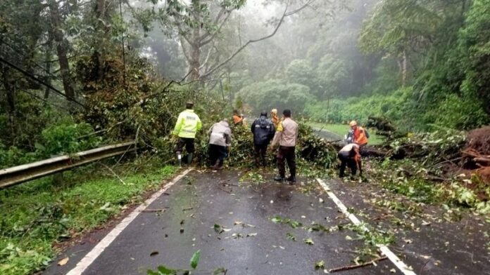 Pohon Tumbang di tebing Gunung Lawu - Holopis