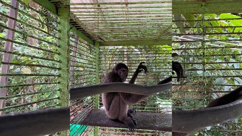 Seekor Owa muda Kalimantan bernama Gollum 2 - Holopis
