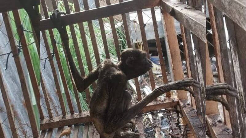 Seekor Owa muda Kalimantan bernama Gollum 4 - Holopis