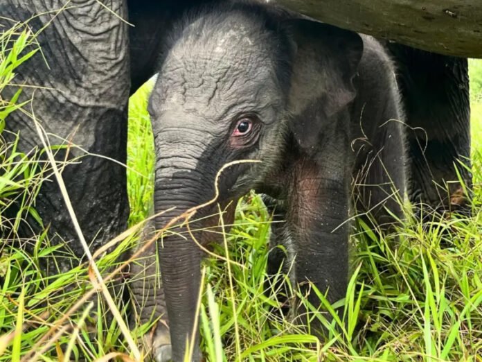 Bayi gajah