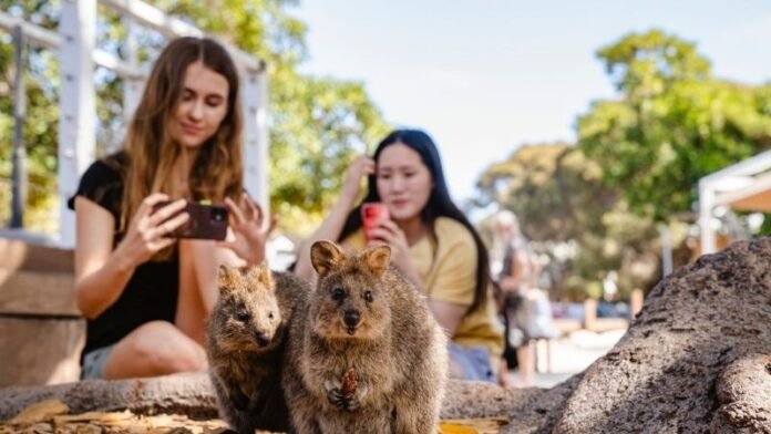 Quokka Rottnest - Holopis