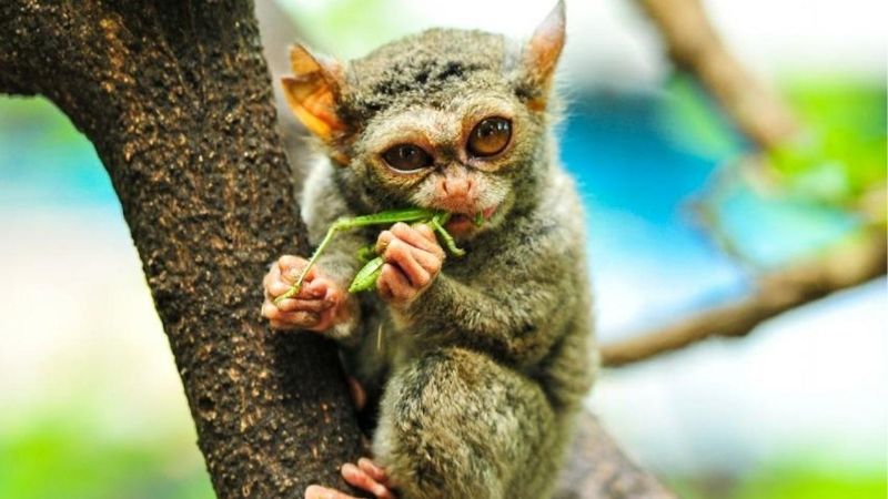 Tarsius Bukit Paramun Belitung - Holopis