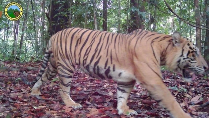 Harimau Sumatera - Holopis