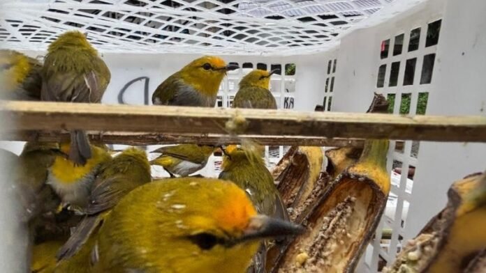 Penyelundupan Burung - Holopis