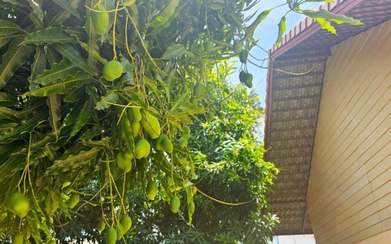 Pohon Mangga