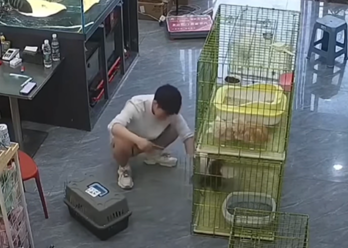 Video CCTV anak kucing