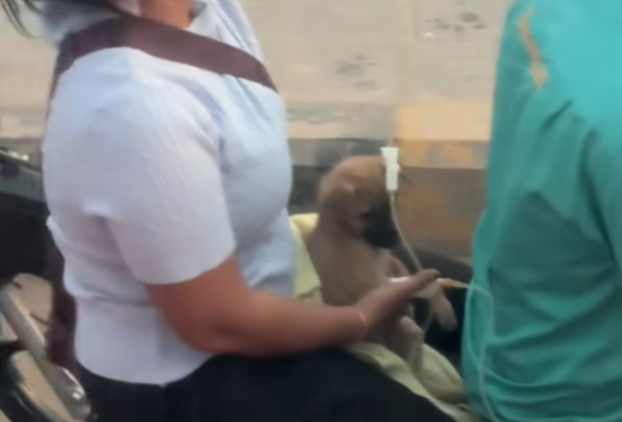 Video anjing viral
