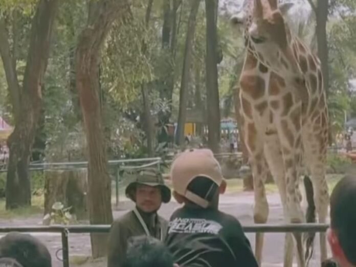 Pengunjung Taman Margasatwa Ragunan (TMR), Jakarta Selatan.HOLOPIS