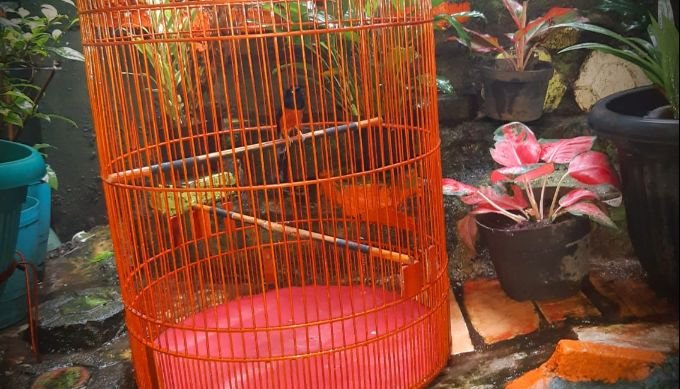 Burung kicau Murai_Holopis
