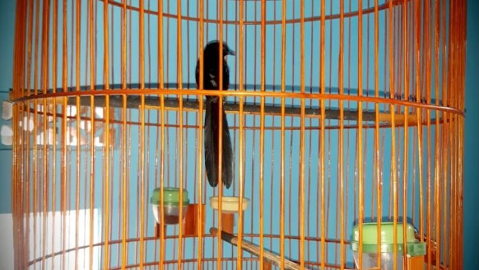 Burung Kicau Murai_Holopis
