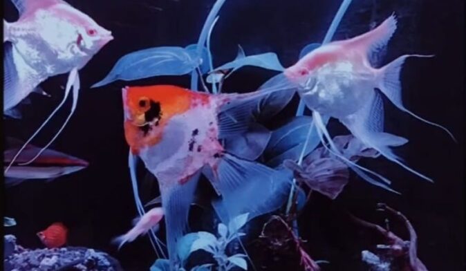 Ilustrasi Hobi pelihara ikan_Holopis