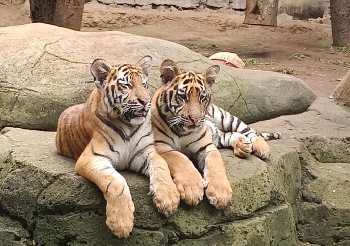 Dua Anak Harimau Benggala Bernama Huru Dan Hara Yang Mati Karena Virus Holopis