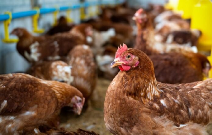 Ilustrasi Unggas Ayam Holopis