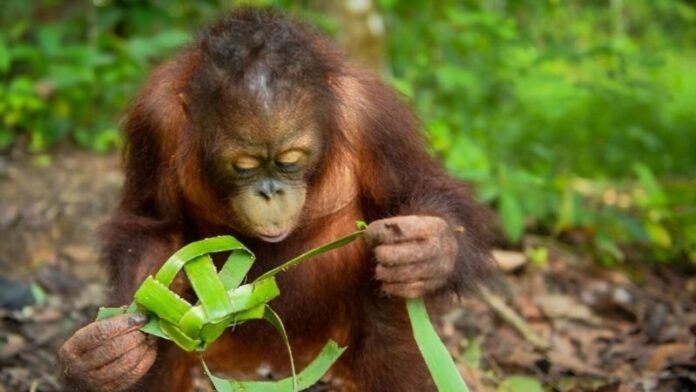 Orang Utan Holopis Orang Utan Holopis