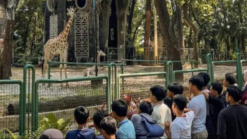 Ragunan Zoo Holopis