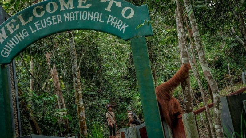 Tn Gunung Leuser Holopis