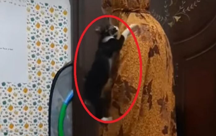 Video Viral