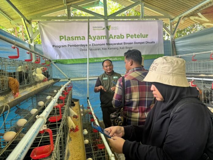 Ternak Ayam Petelur Mitra Dompet Dhuafa