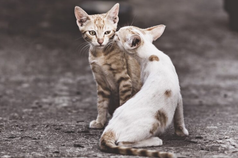 Ilustrasi kucing birahi