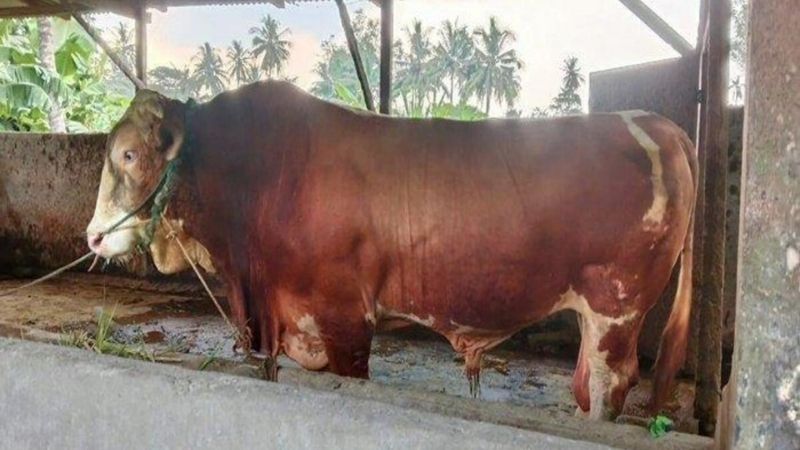 Sapi Kurban Prabowo Holopis