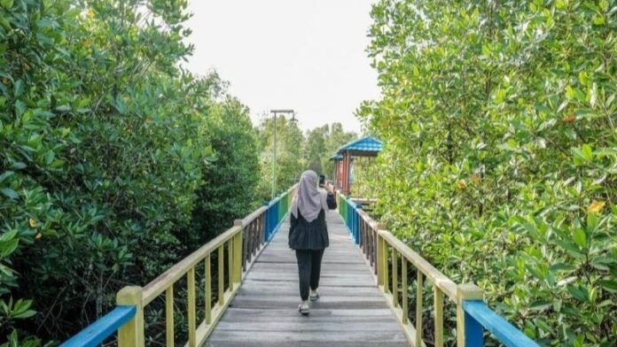 Taman Mangrove Kwalu Di Sorong Papua Holopis