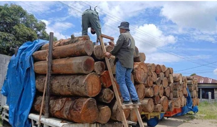 Tumpukan Potongan Kayu Ilegal Yang Sudah Tersusun Holopis