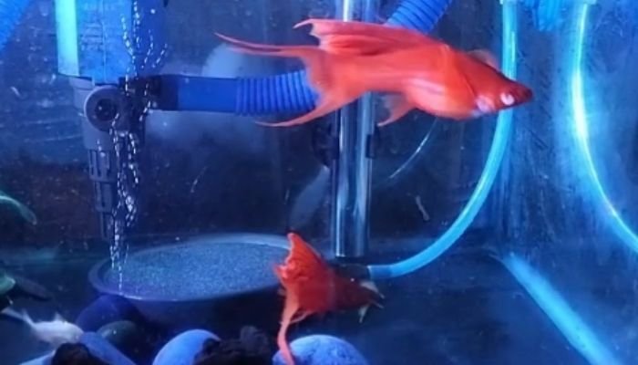 Blod Red 2 Holopis