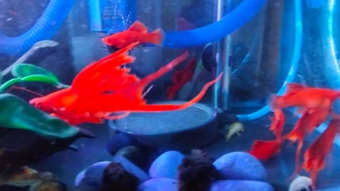 Blood Red Holopis
