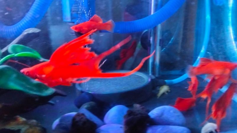 Blood Red Holopis